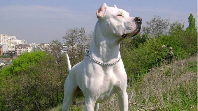photo of Argentine Dogo guard dog for families with children 