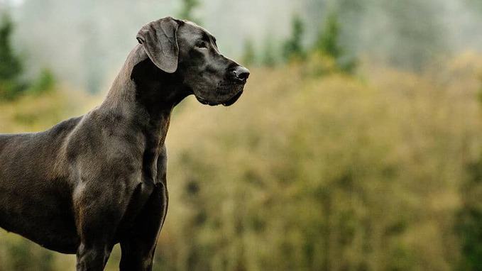 photo of guard dog Great Dane