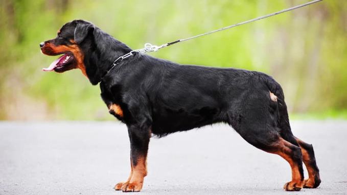 photo of rottweiler family guard dog