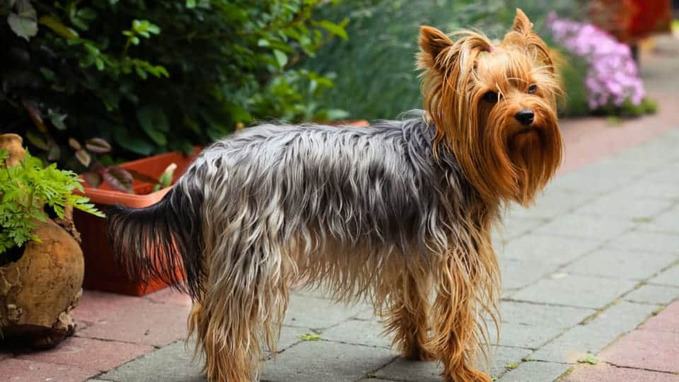 photo of dog Yorkshire Terrier